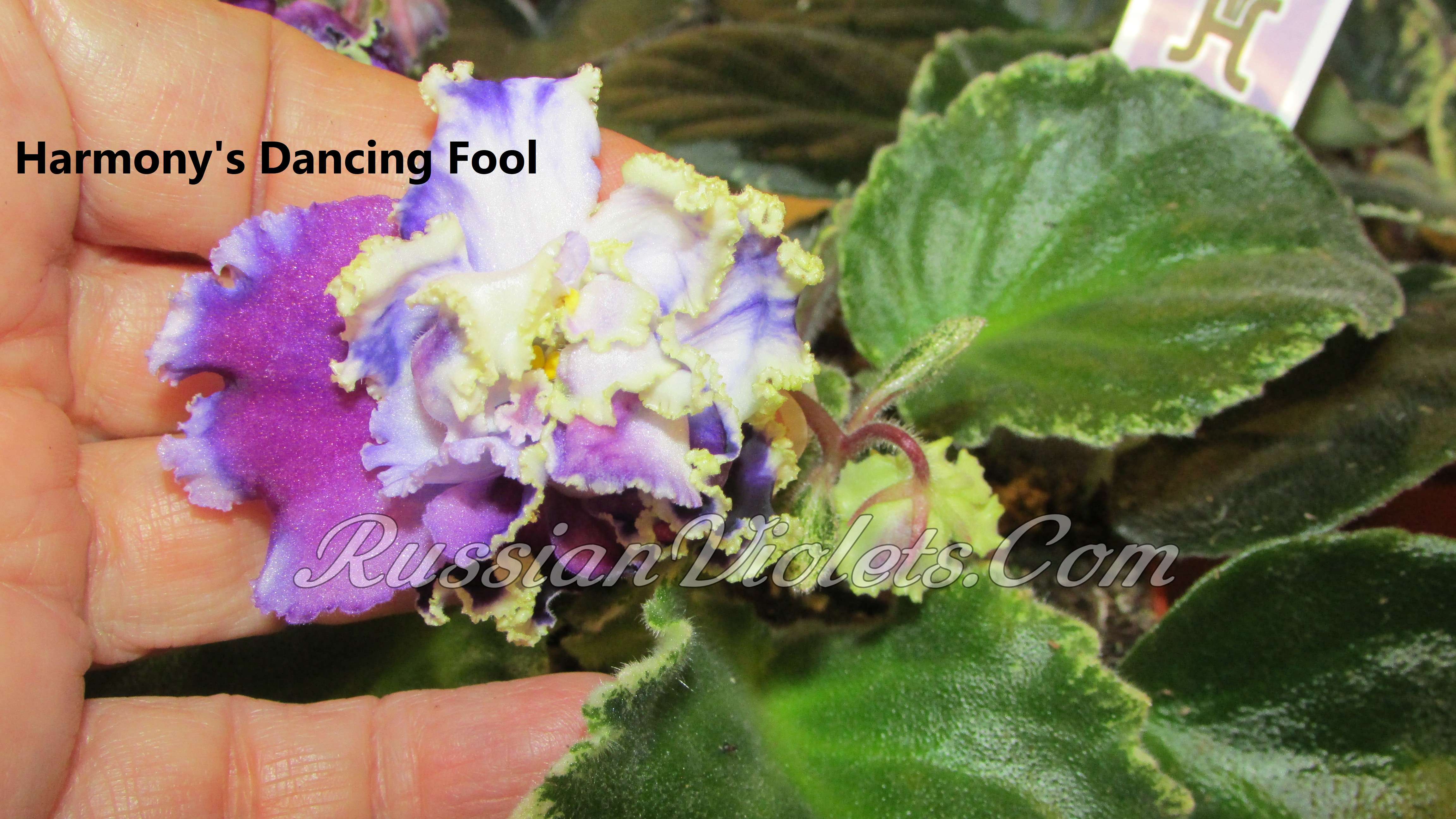African Violets